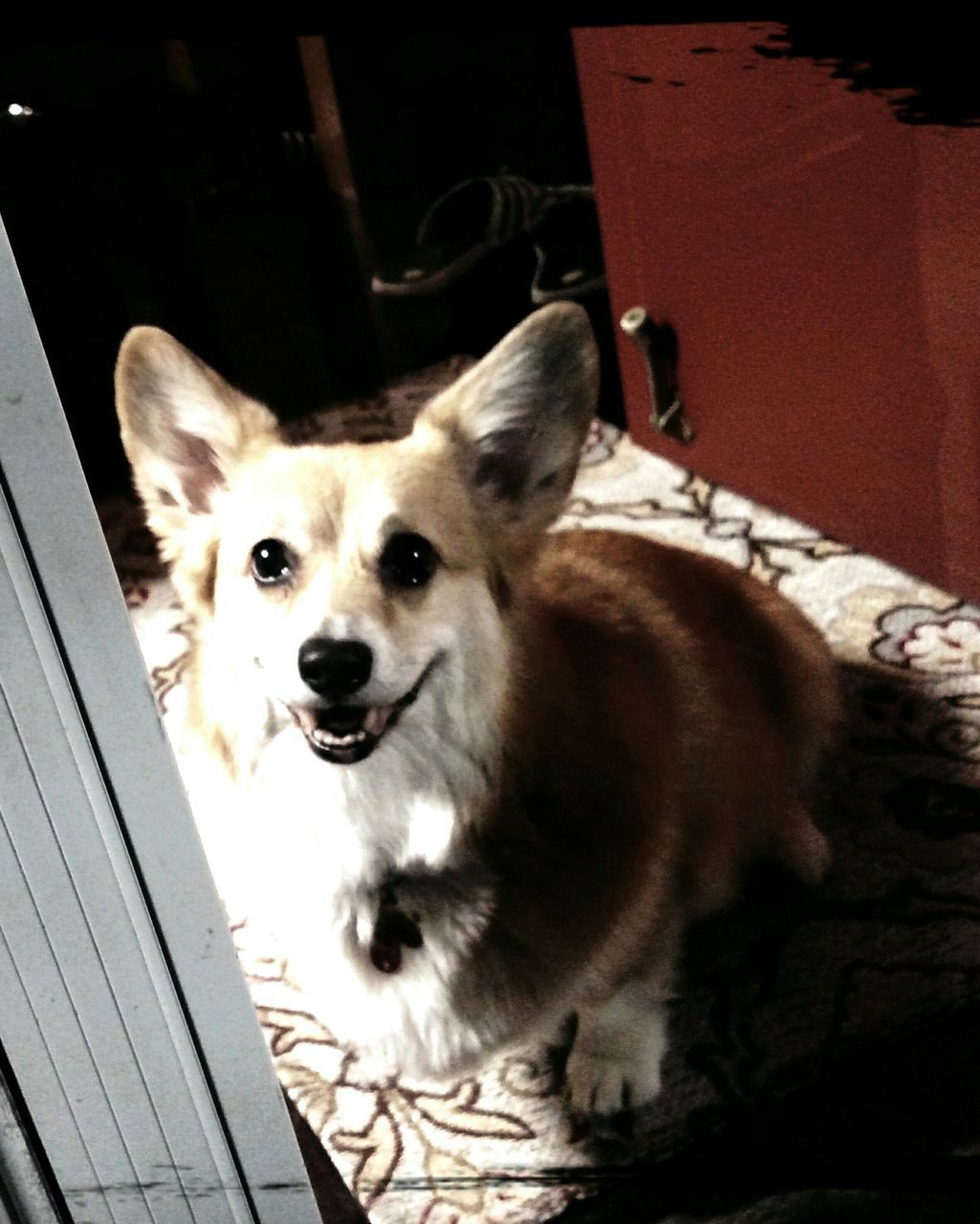 animal themes, one animal, mammal, indoors, pets, domestic animals, portrait, dog, looking at camera, sitting, high angle view, young animal, two animals, full length, no people, flooring, day, home interior, sunlight, close-up