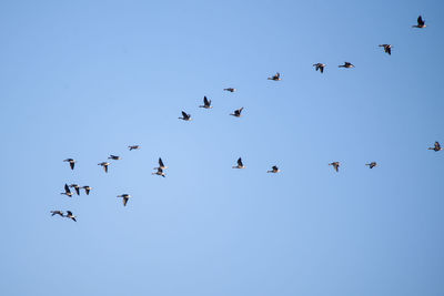 Low angle view of birds flying in the sky