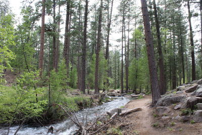 Scenic view of forest