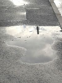 Reflection of trees in puddle