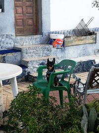 Cat sitting on chair against building