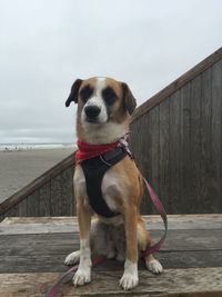 Dog sticking out tongue against sky