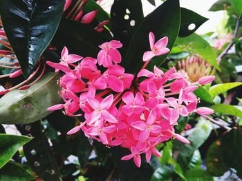 Close-up of pink flowering plant