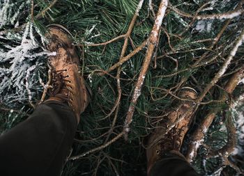 Close-up of cropped tree