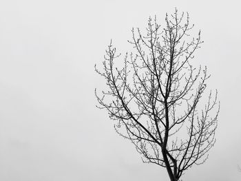 Low angle view of bare tree against clear sky