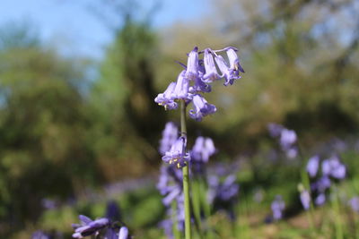 Close-up of flowering bluebell plant