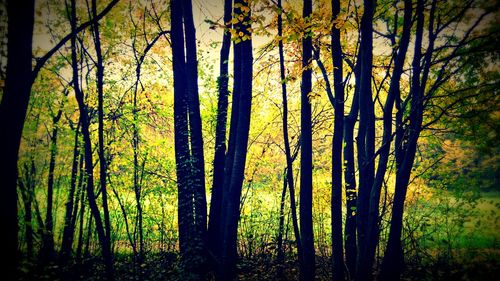 View of bamboo trees in forest