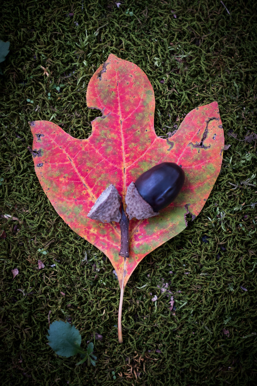 HIGH ANGLE VIEW OF MAPLE LEAF ON GRASS