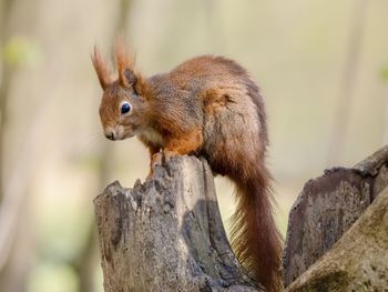 Close-up of squirrel