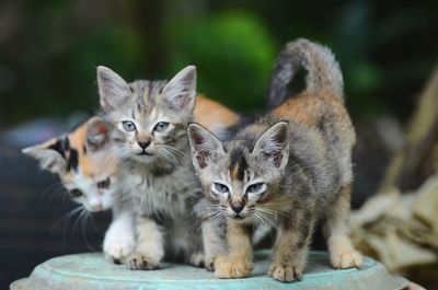 Portrait of cat with kitten