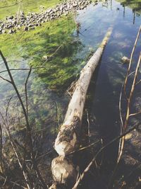 Reflection of trees in water