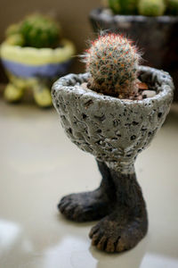 Close-up of cactus flower pot on table