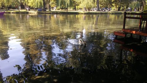 Ducks swimming in lake