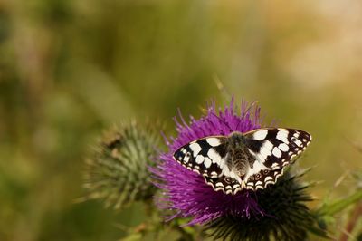 Close-up of butterfly on purple flower