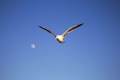 Bird flying against clear sky