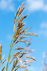 Meadow fescue on a bright sunny day 