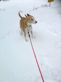 Dog walking on snow