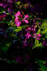 Close-up of pink flowering plant