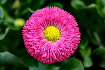 Close-up of pink flower