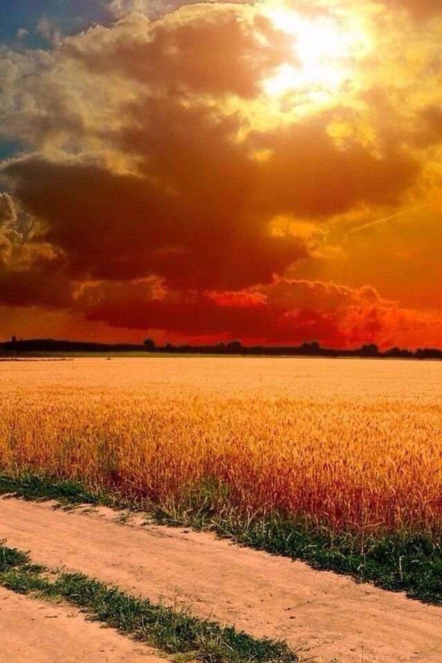 sunset, field, sky, tranquil scene, tranquility, beauty in nature, landscape, scenics, grass, rural scene, agriculture, growth, nature, orange color, cloud - sky, farm, plant, idyllic, cloud, crop