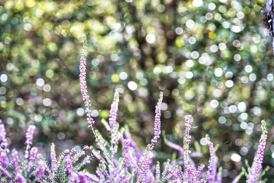 Close-up of purple flowering plants in park