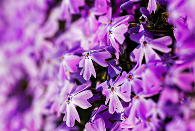 Close-up of purple flowers