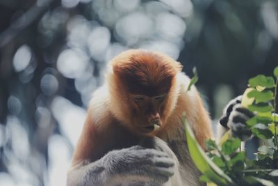 Monkey eating plant