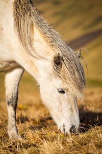 Close-up of a horse on field