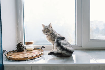 Portrait of a beautiful cat. cute cat portrait. happy pet.