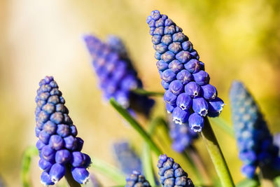 Close-up of purple flowering plant