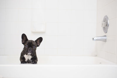 Close-up of horse in bathroom