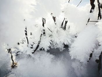 High angle view of snow covered plants on land