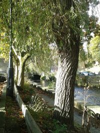 Reflection of trees in water