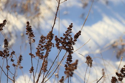 Close-up of flowering plants on land against sky