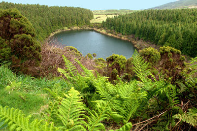Scenic view of forest