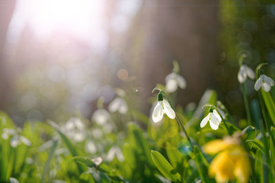 Close-up of white flowering plant