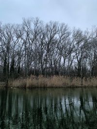 Bare trees by lake in forest against sky