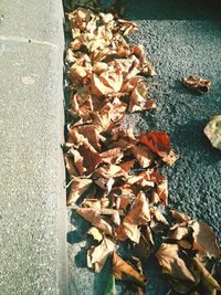 High angle view of fallen maple leaves