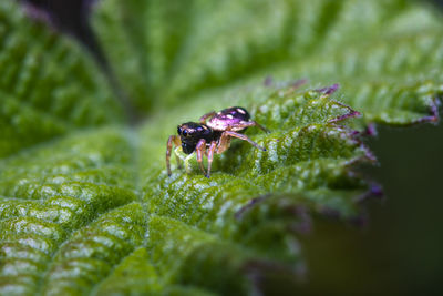Close-up of tiny jumping spider on leaf