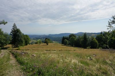 Scenic view of trees on field against sky