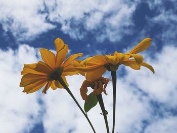 Low angle view of yellow flowering plant against sky