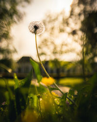 Close-up of dandelion flower on field