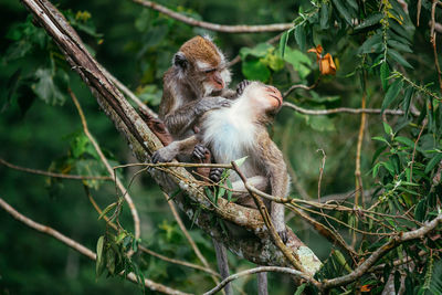 Monkeys in a forest