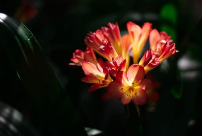 Close-up of orange flower