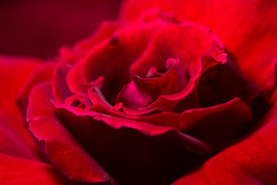 Close-up of red rose