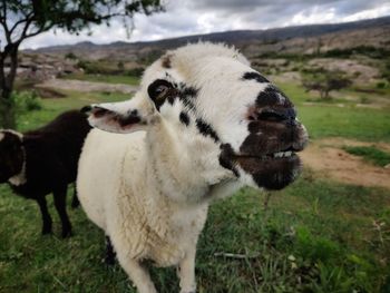 Full length of a dog on field