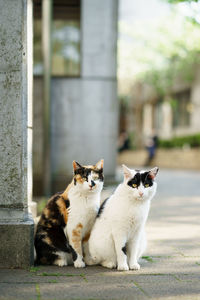 Cats sitting outdoors