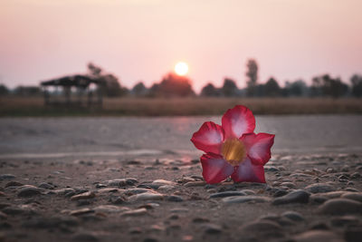 Close-up of pink flower on land against sky during sunset