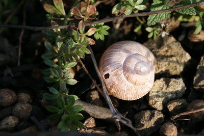 Directly above shot of animal shell amidst rocks on field