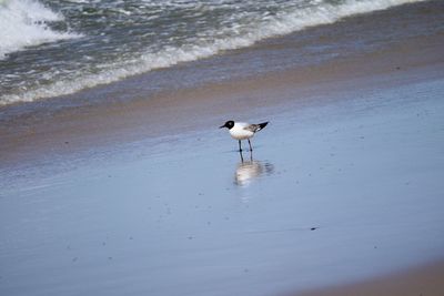 Seagulls on beach